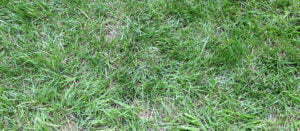 Help! Why Is My Lawn So Patchy?