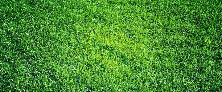 Best Grass Your Arizona Lawn