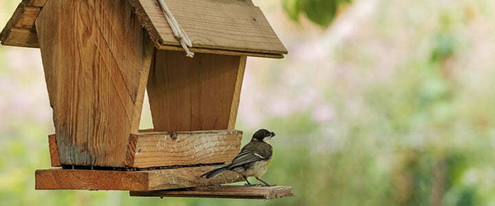 Landscaping for Arizona Birds