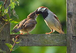 Phoenix Arizona Birds