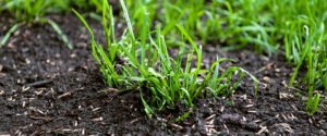 how to plant grass seed