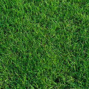 The Top 3 Grass Types Arizona Homeowners Should ConsiderAnd Arizona