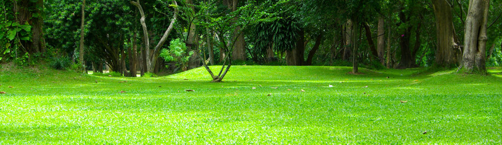 lawn
